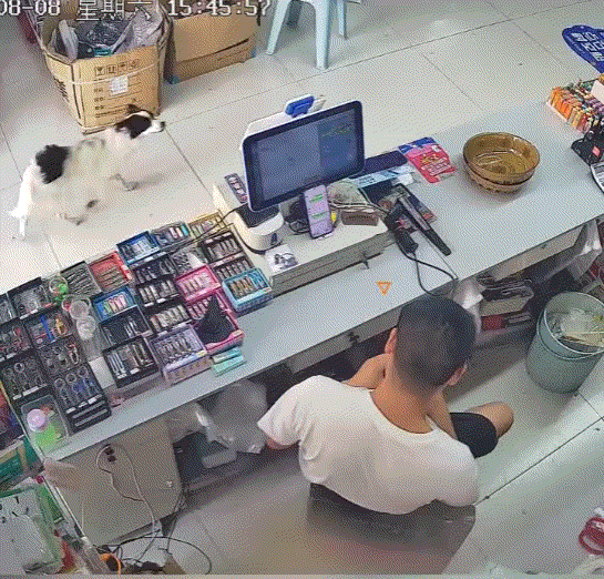 万万没有想到，江苏，一男子家狗子因得了疾病，送到宠物医院治疗后被宣布死亡，主人虽