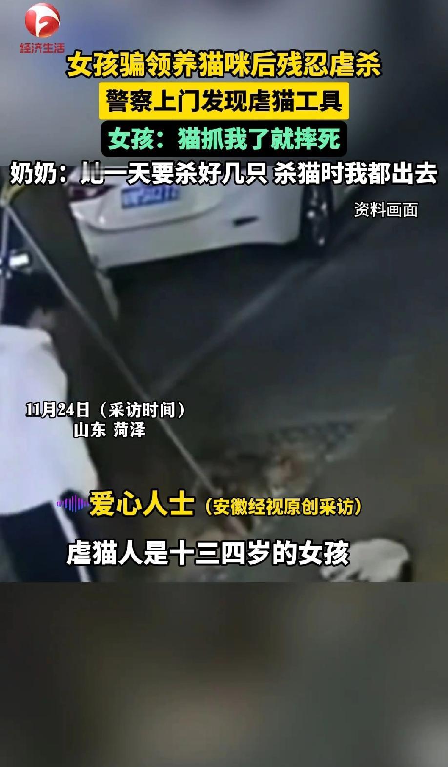 太让人愤怒了！山东菏泽，一个长相清秀的女孩，竟然打着收养的旗号，把别人的猫咪弄到