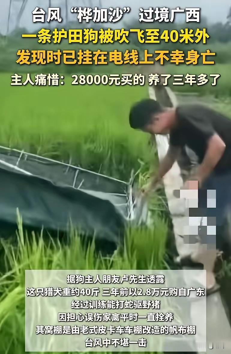 太可怜了，广西一位小哥哥花了巨款买了一只猎犬用来护田，平时担心它伤害家禽，于是就
