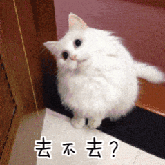 男子闲鱼挂萝卜纸巾猫训练服务这个萝卜纸巾猫的视频太上头，小猫认真训练的样子萌到