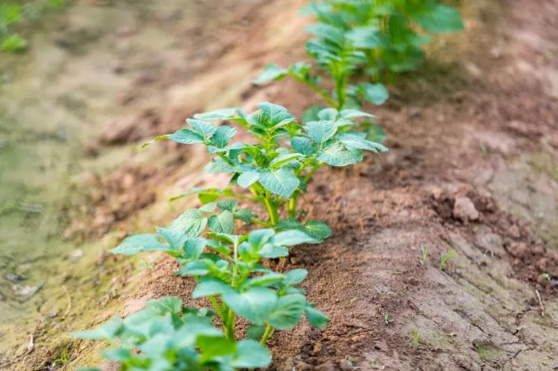 土豆出苗后要培土吗要的，土豆出苗后一定要培土，而且是关键管理步骤。为什么