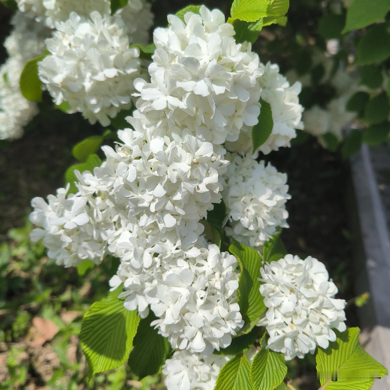 社恐本恐出门了有个朋友邀请我去青岛玩，可以参加一个团，不用自己费心安排行程和