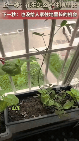 山东，一个大姐第一次种花生，怕花生长不好，脑洞大开，直接把花生苗吊在空中养。结果