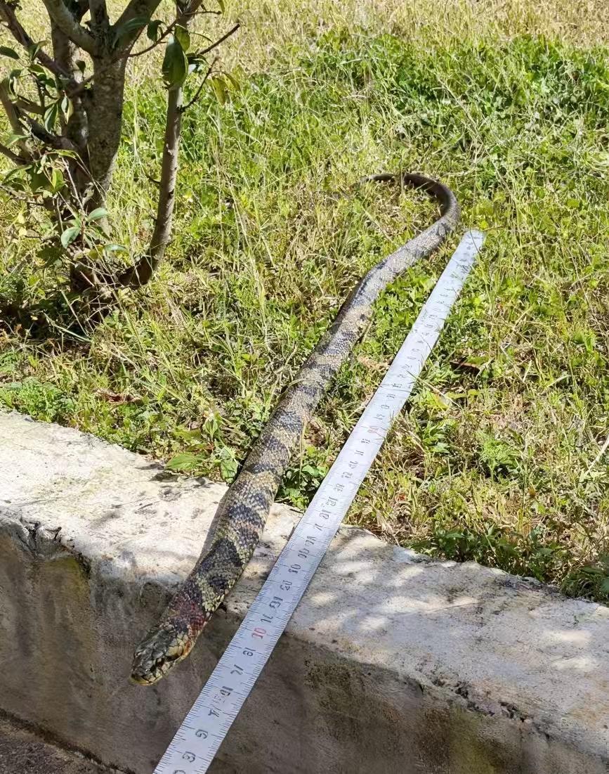 谁知道这是什么蛇，怎么长的有点奇怪呢？