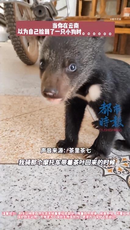 云南勐腊，一男子采茶回家的路上，突然从后视镜中看到一只毛茸茸的黑色小狗，一路跟着