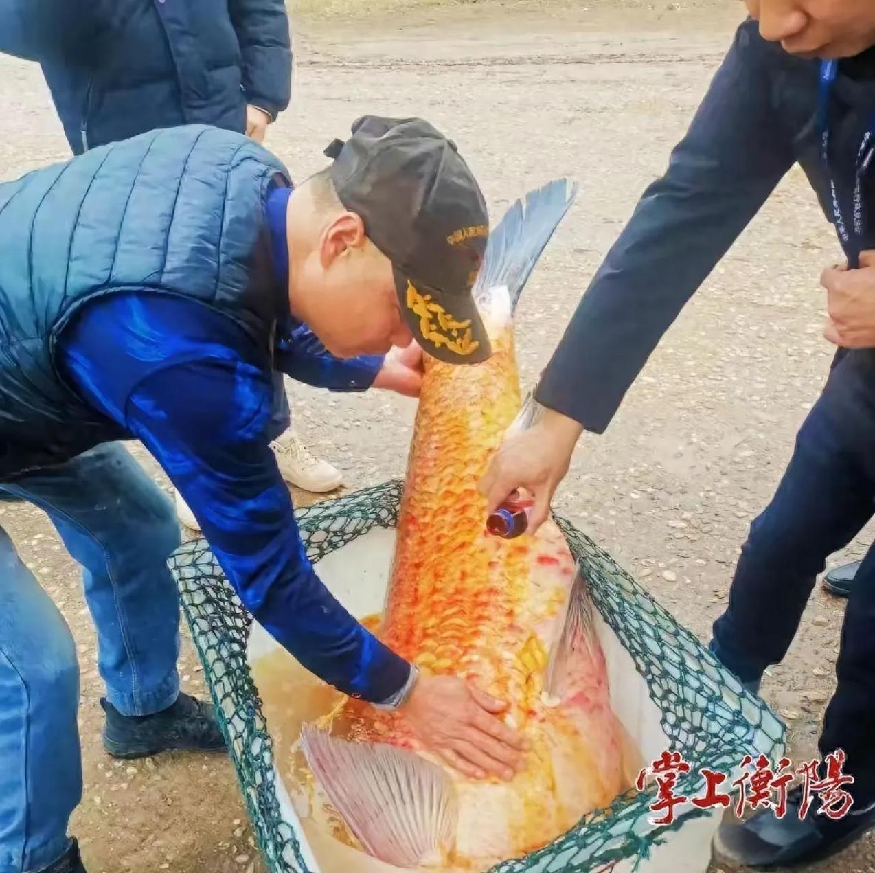 湖南衡阳，一名钓鱼人在湘江钓了一条138斤的大青鱼，悄悄卖给了水产店。结果市场监