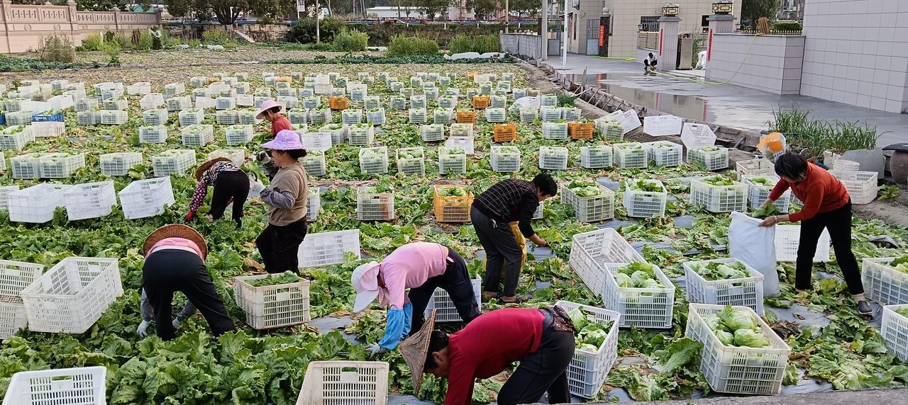 《收获》——漳州市长泰区石横村蔬菜种植基地