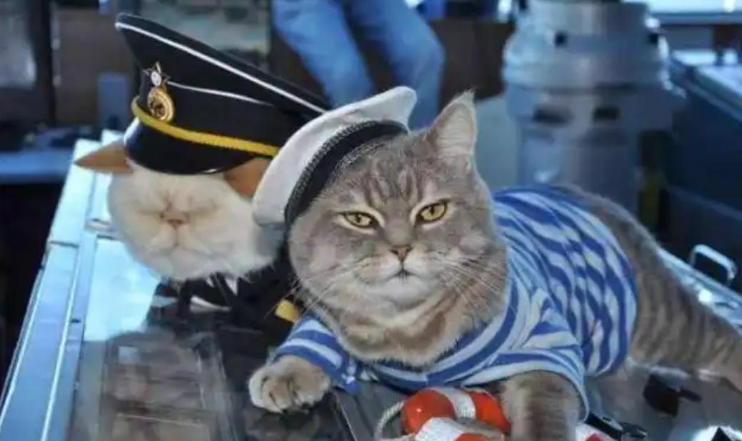 航母上为什么要养猫？是为了抓老鼠？那你就错了，现在航母上的猫可不是为了抓老鼠，而