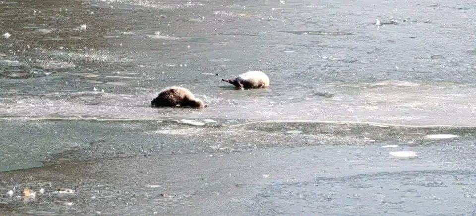 最近天津水上公园这事闹得挺揪心。1月2日网友就发帖，说湖面结冰，刚出生的小天鹅被