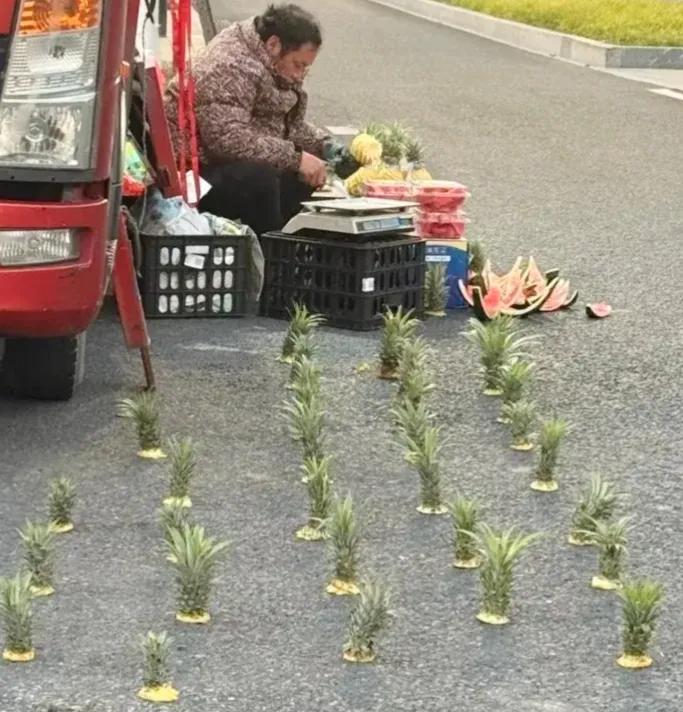 这是砍出的菠萝尾蒂（带叶），这是卖给种植菠萝的人，是挺好的菠萝苗。种植时将菠萝蒂