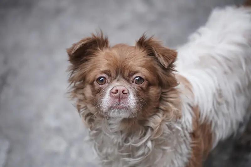 “零下20℃的新疆巷道，流浪狗被冻成冰雕，看到男子却拼命摇尾巴！”这幕让人揪心的