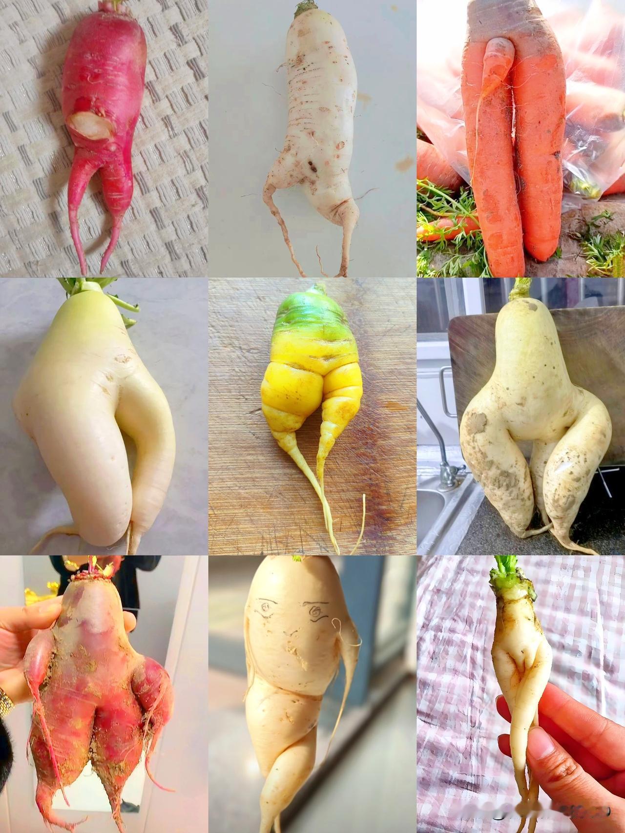 这个世界到底怎么了?!番茄、青菜、黄瓜、大白菜如今，萝卜又上场了...