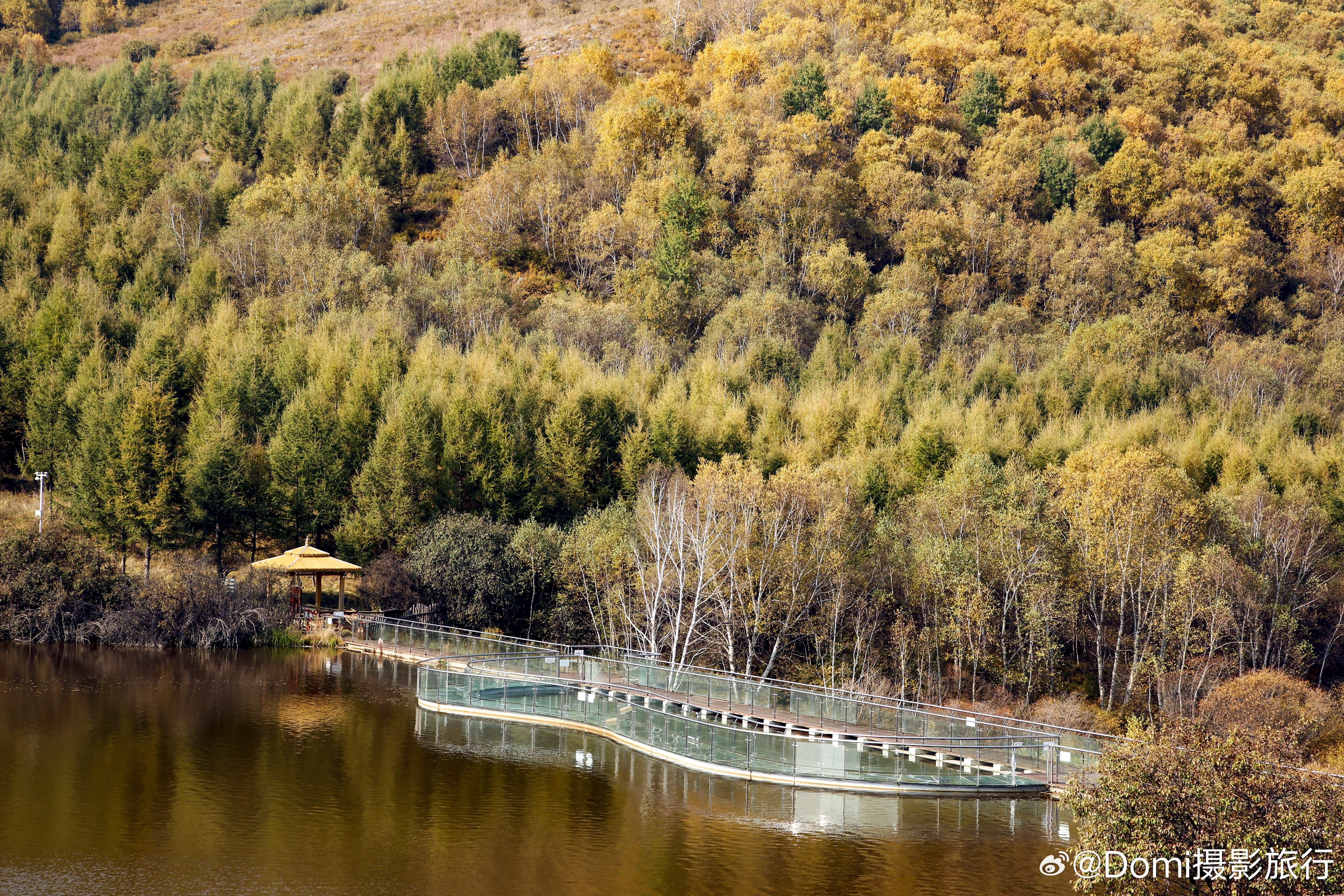 风把坝上的秋天，吹进七彩森林里🍂 当白桦林褪去盛夏的青绿，整片山野就...