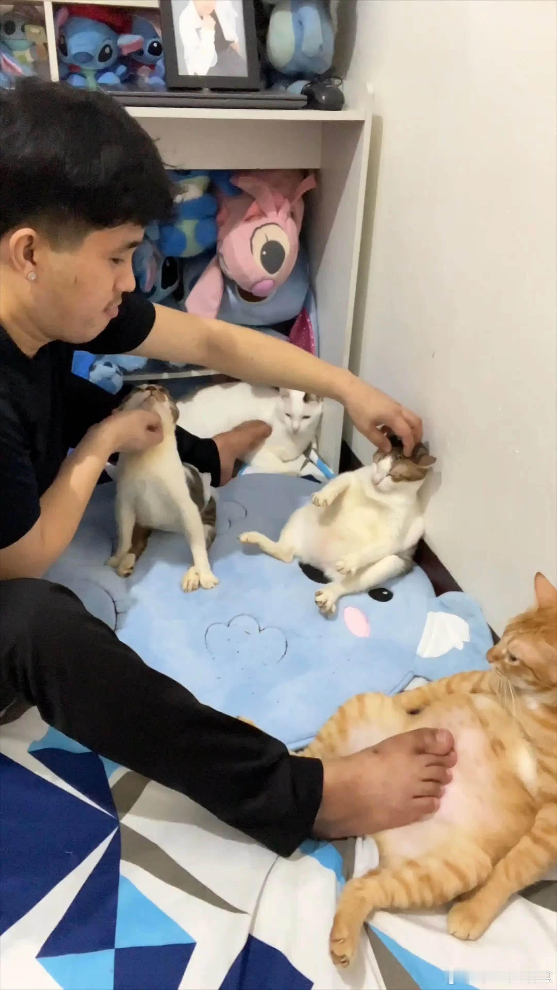 手忙脚乱式撸猫萌宠宠物