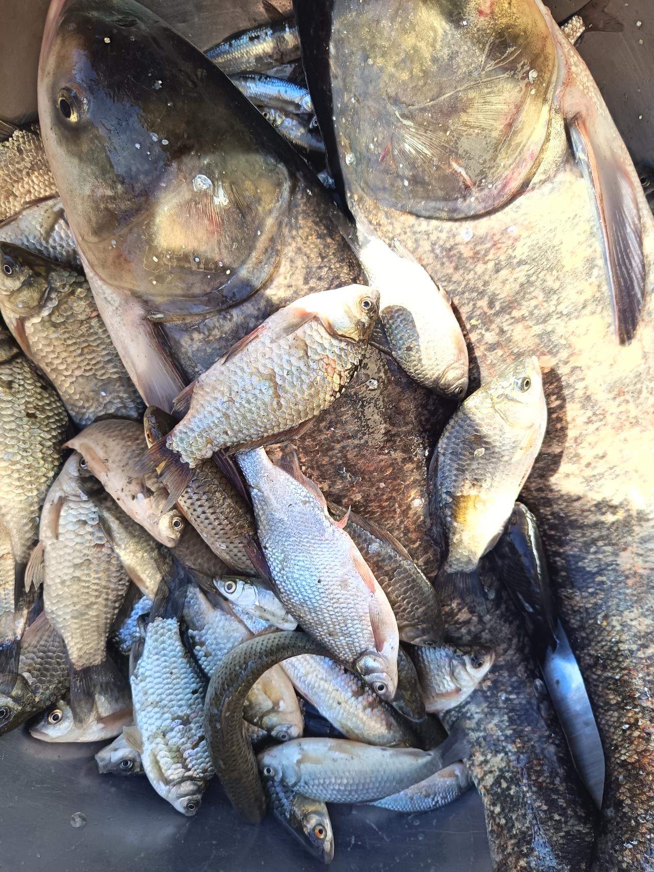 一大早起来，就有庄邻告诉我，邻村的鱼蟹养殖大户的鱼塘开始起鱼了！买鱼人多，得