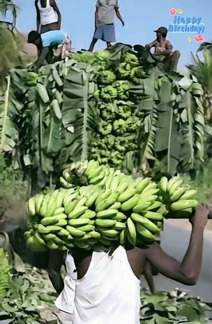 中方暂停进口菲律宾香蕉后，菲律宾香蕉协会负责人愤然发声，直言此举断了当地30万蕉