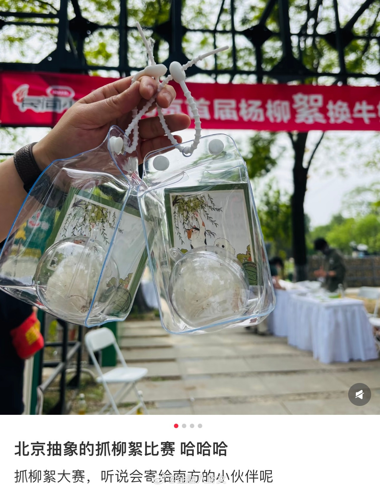 北京抓柳絮比赛