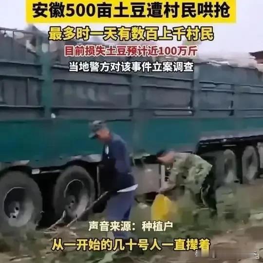 安徽种植户土豆被0元购，以前农村经常有这种事，没想到现在还有，以前那是穷没办法，