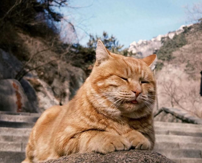 被800人摸头的大橘猫：这破班，谁爱上谁上！