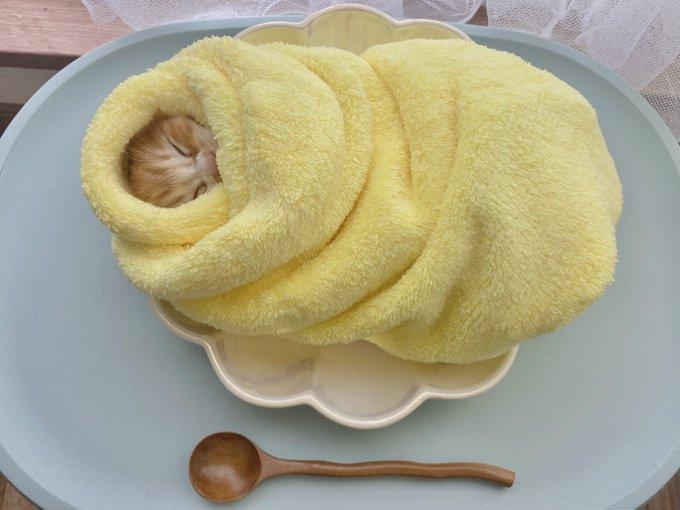 日本有个传统习俗，如果救了一只小猫，必须让它睡在裹着黄色毛巾的蛋卷米床上。　　