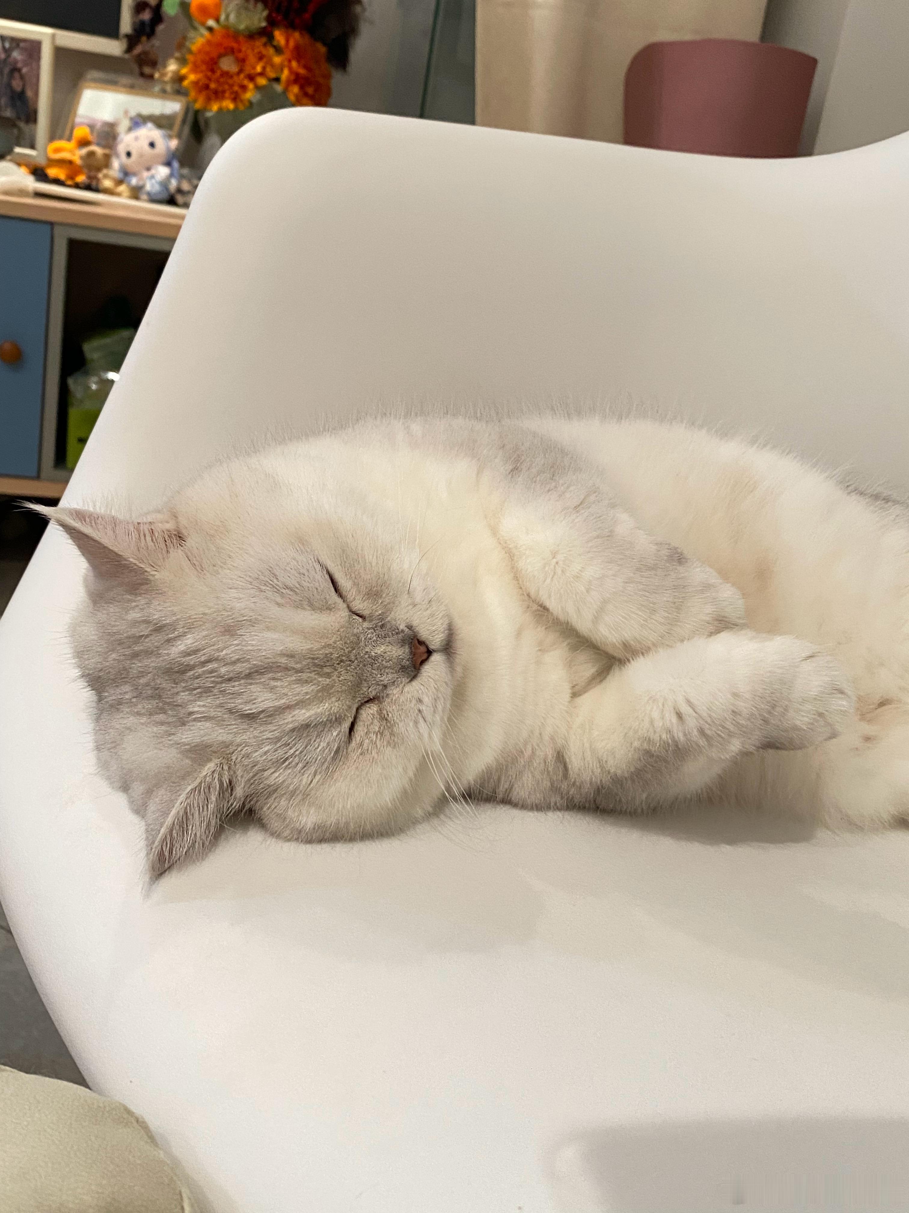 “更新”猫咪一个亿​​​