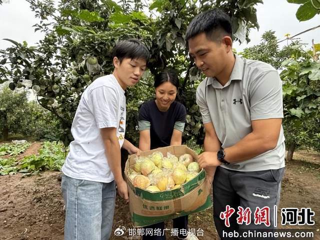 高端媒体看邯郸丨河北曲周1500余亩苹果迎来采摘季