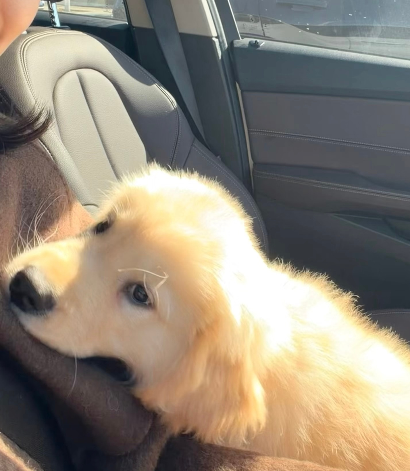 金毛之所以叫金毛