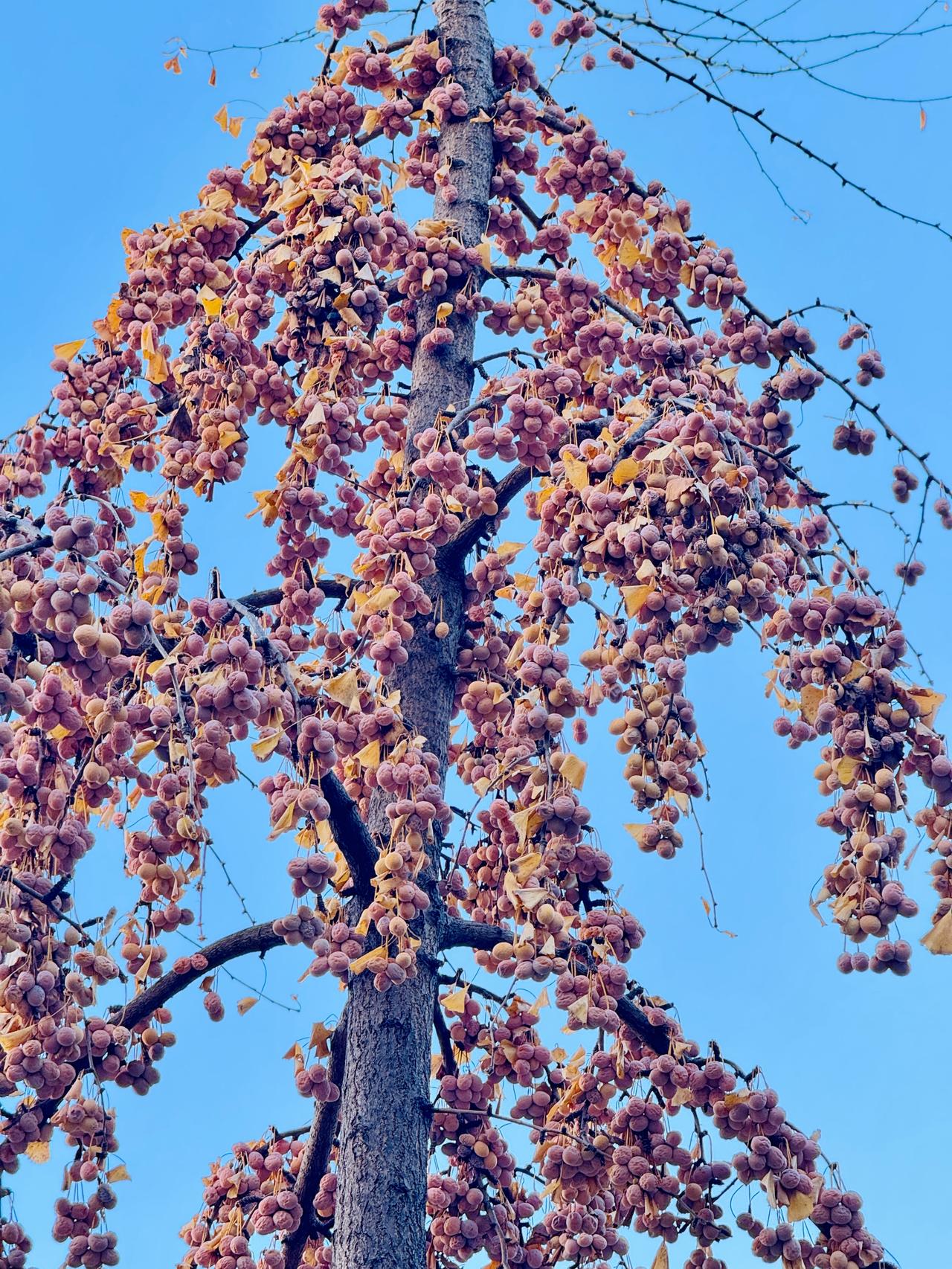 这可真是不顾自己死活地结果子啊！与枝干不相称的重担昨晚路过这棵银杏树下时，就
