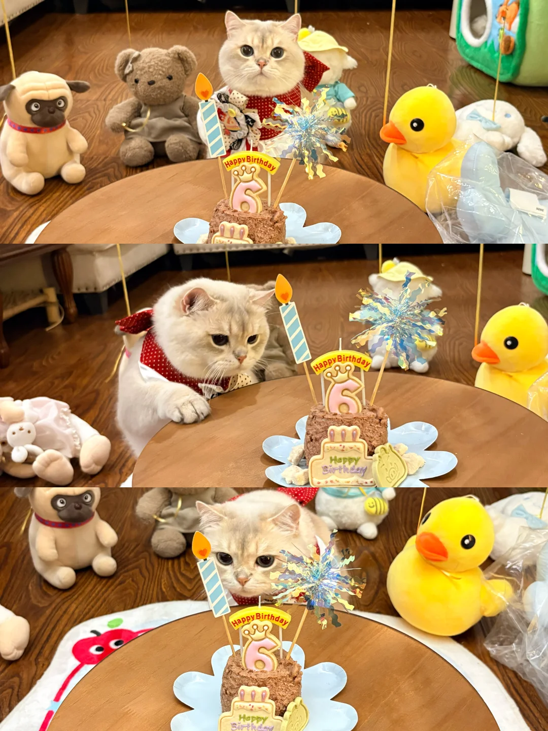 我的小猫六岁啦