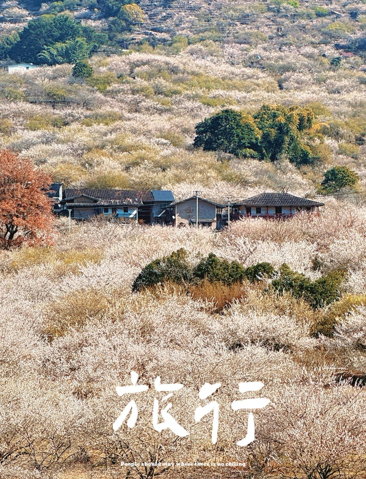 福州赏梅｜深山里的白色浪漫❄️📍福州万石村在永泰深山里找到了现实版世外