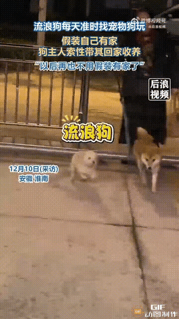 安徽淮南这只小白狗也太会“拼”了！每天准时跑到一家饭店找小黄狗玩耍，熬到天黑都舍