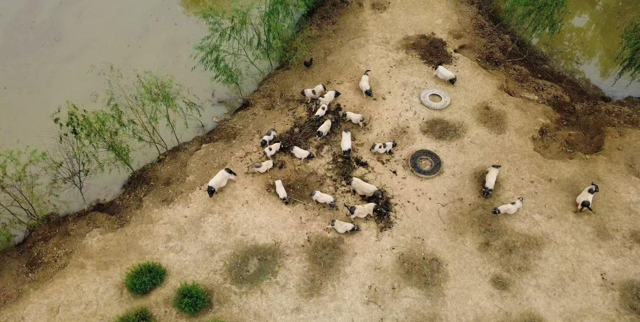 一大早就给老公打电话，问他可逮到猪了。他笑嘻嘻地说：逮到一头最大的。上周六就计