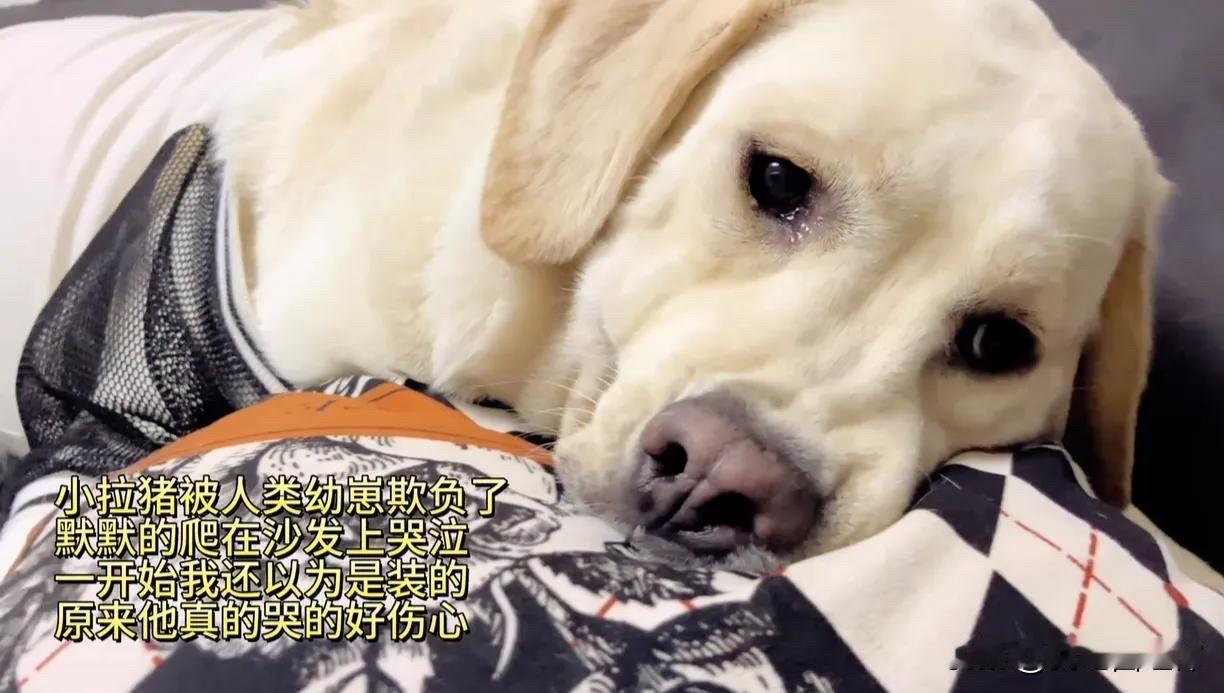 全网都笑喷了。主人拿了一些零食来喂自己家的狗狗，却发现狗狗竟然爬到沙发上一动也不