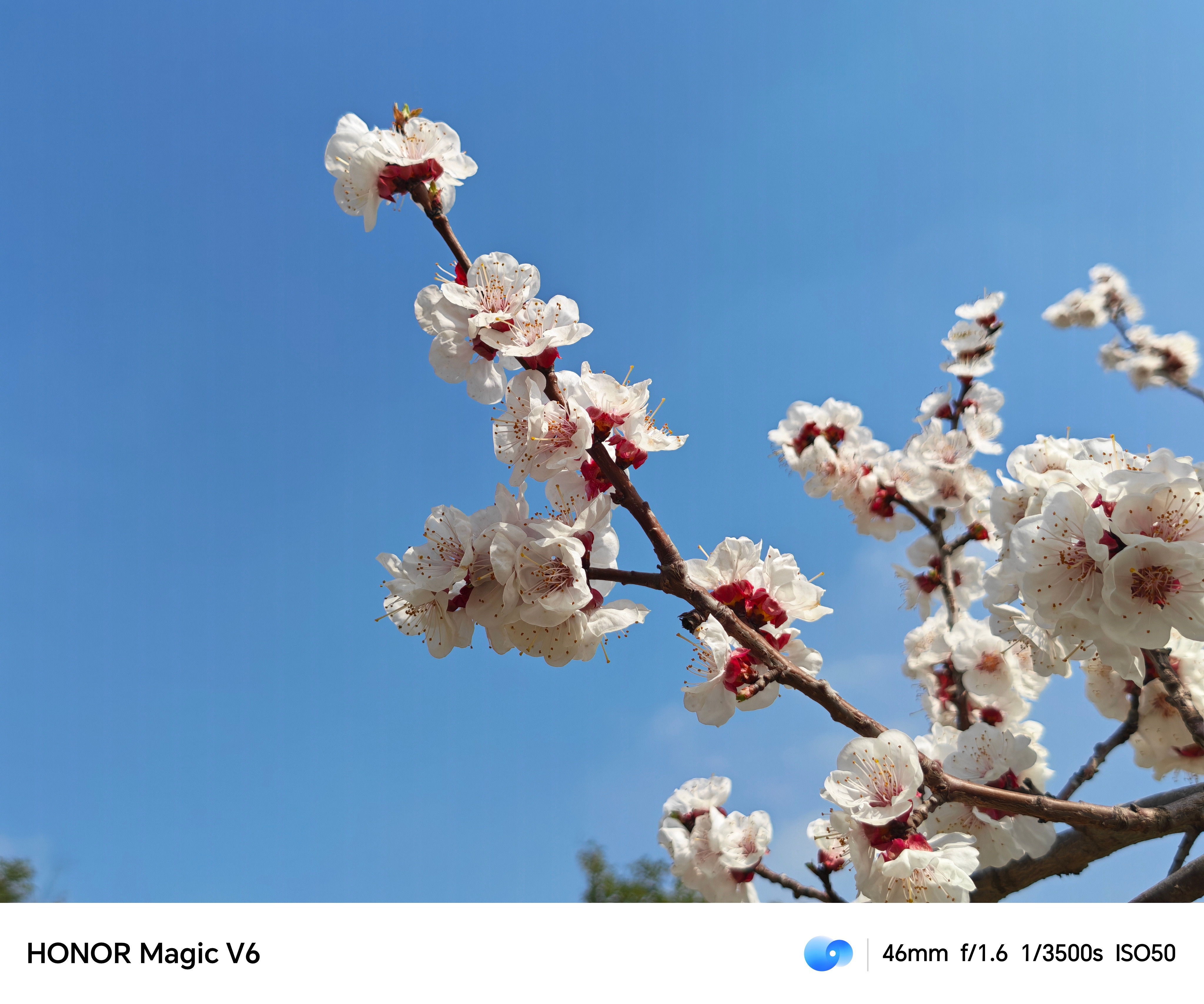 趁着刚发布热度高，分享一些我用荣耀MagicV6的随手拍。表现还是很超乎预期的