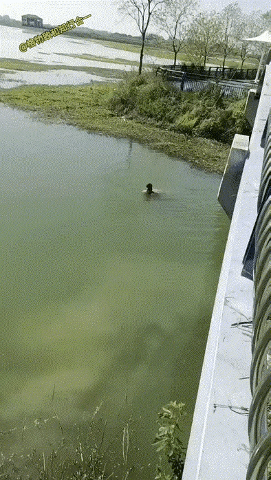 这是图啥呢？两口子吵架，老婆一气之下把50克的大金镯子直接扔河里了！好几万块钱的