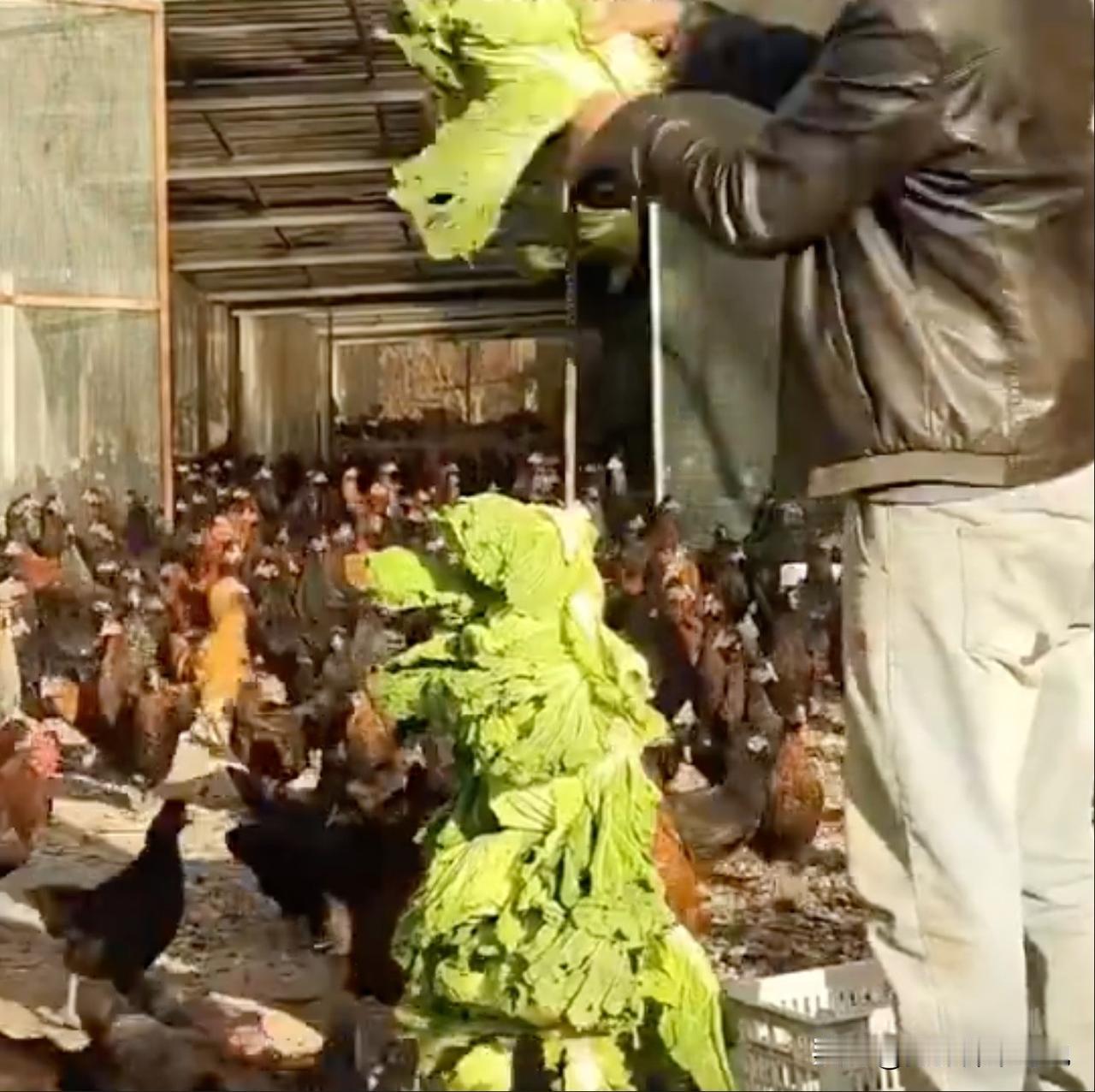 这场景是不是让你再次体会到“中土难生”的至理名言？居然拿大白菜和瓜果蔬菜来养鸡，