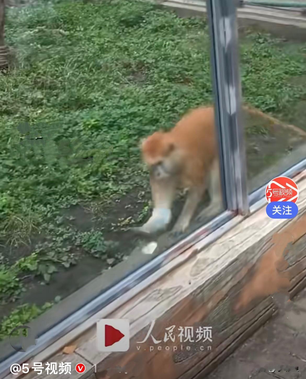 近日，黑龙江哈尔滨一动物园猴笼里，飞进来一只漂亮的白蝴蝶，小赤猴眼神一下子就被吸