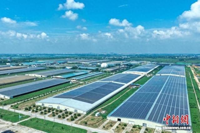光伏板下奶牛“享清凉” 中国多地竞逐“光伏+”新赛道