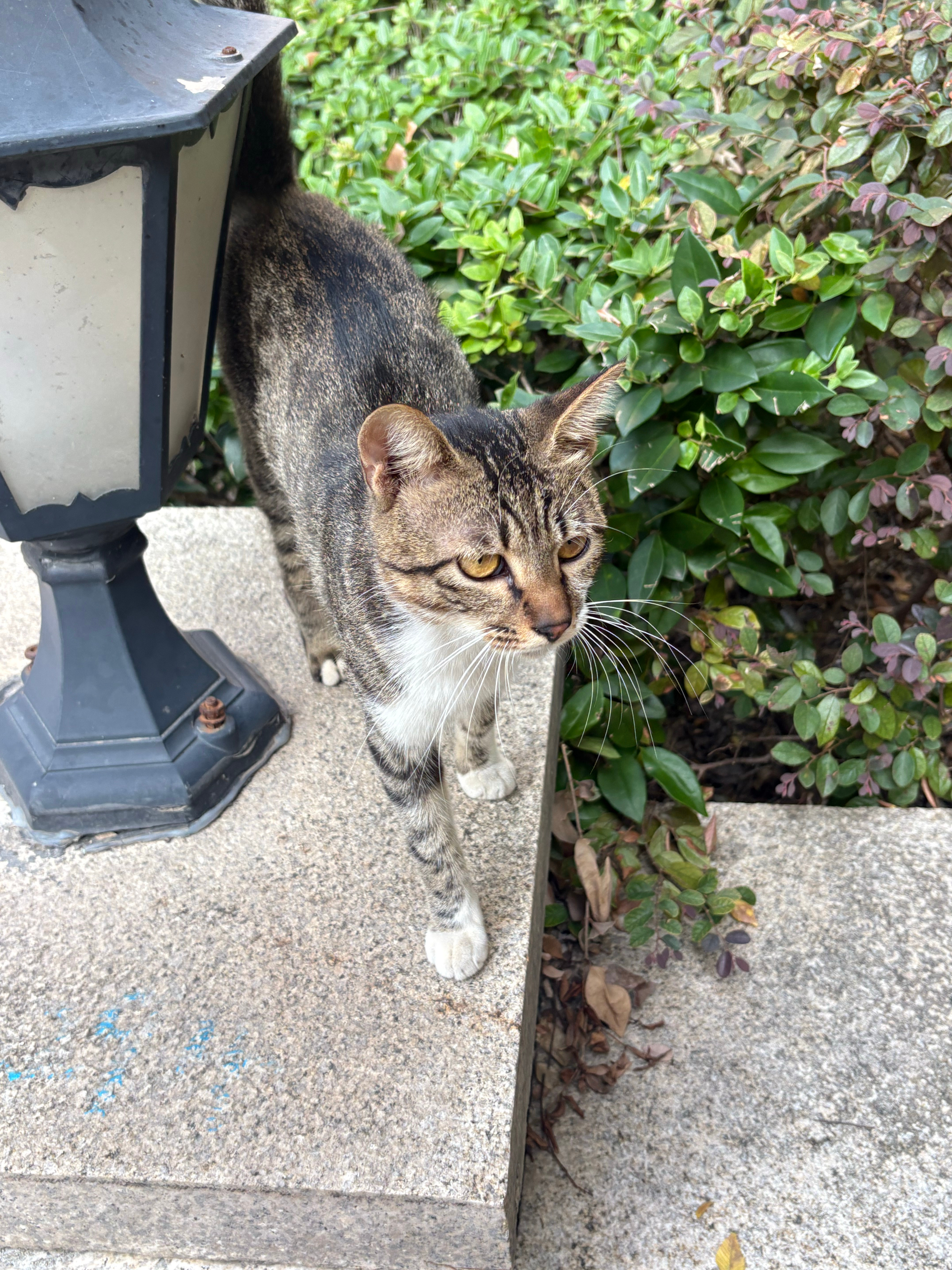 可爱小猫咪嘻嘻好乖好乖！！