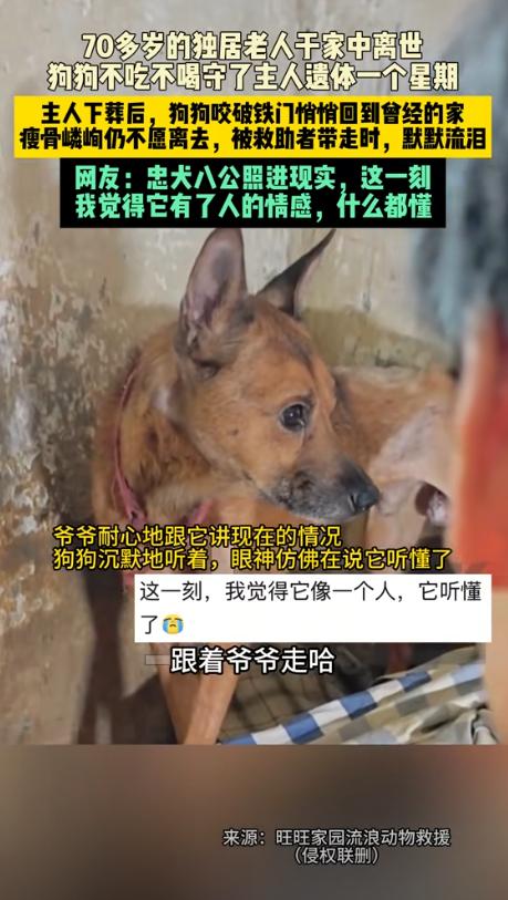 “太有灵性了！”重庆，狗狗的主人因病去世，没想到，狗狗守在主人的房间内不肯离开。