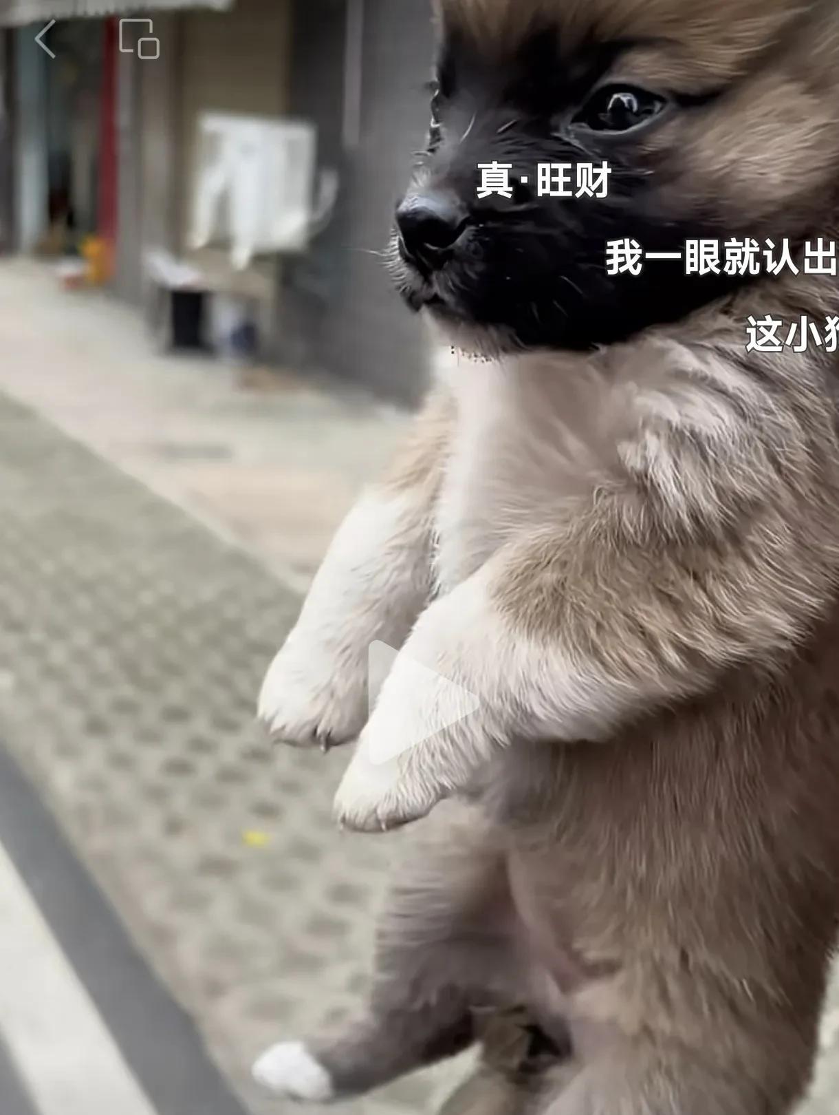 原来小狗都是自带口粮的呀！一位网友分享视频表示，她们在楼下捡到了一只流浪小狗，女