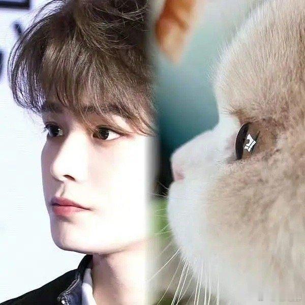 丁禹兮丁禹兮是夏天的猫猫丁禹兮这温柔劲儿绝了！安安静静待着不吵不闹，像只