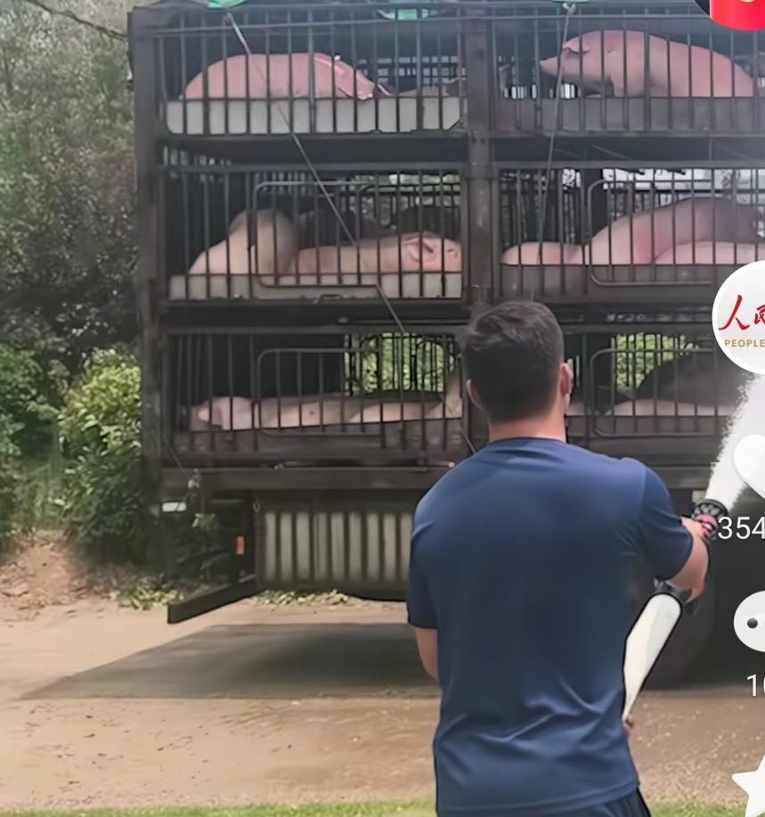 百余头活猪中暑几近昏厥，司机跑到附近消防站求救，对消防员说，我的猪中暑了，同志