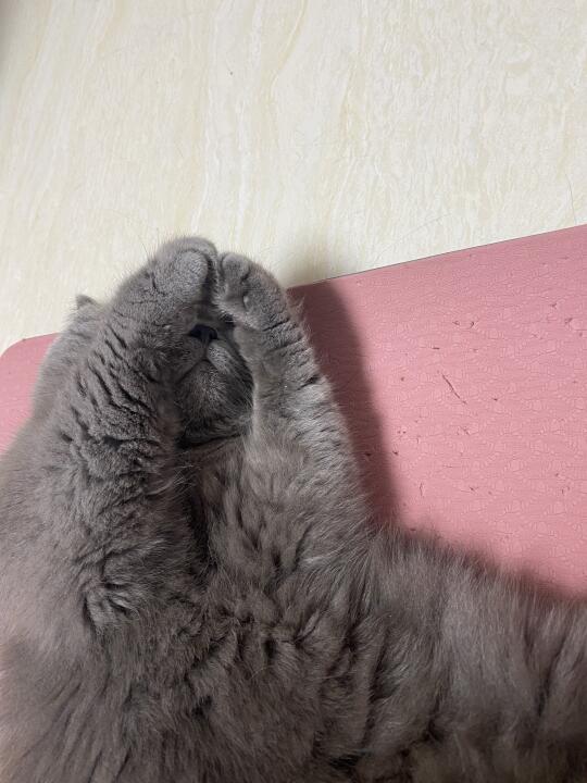 你家猫睡觉会偷偷捂脸卖萌吗？！🤫