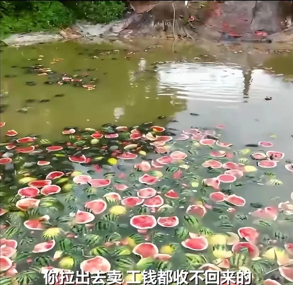 太可惜了！瓜农宁愿将熟了的西瓜扔进鱼塘里或烂在地里也不愿卖掉。这是瓜农傻吗？不