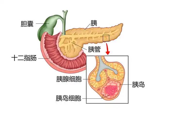 加拿大研究发现：这些物质能提高胰岛素敏感性，糖尿患者普遍缺乏，一文讲清各位街