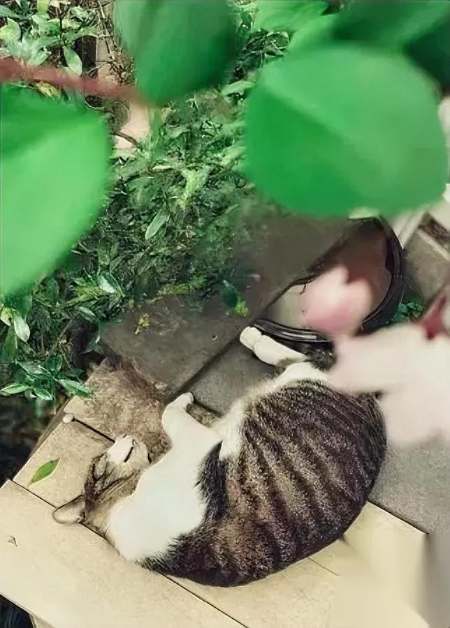 楼下大爷哭了蹲在单元门口台阶上怀里的橘猫，身子早凉得发硬我凑过去，看