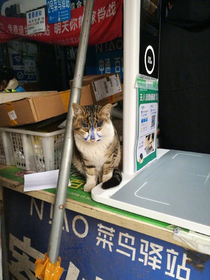 我们学校快递那里的猫太可怜了，被玩成这样了