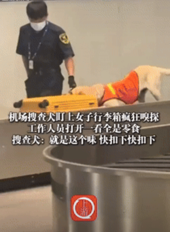 万万没想到！天津，一女子过机场安检时，搜查犬突然盯上她的行李箱，开始疯狂嗅探，工