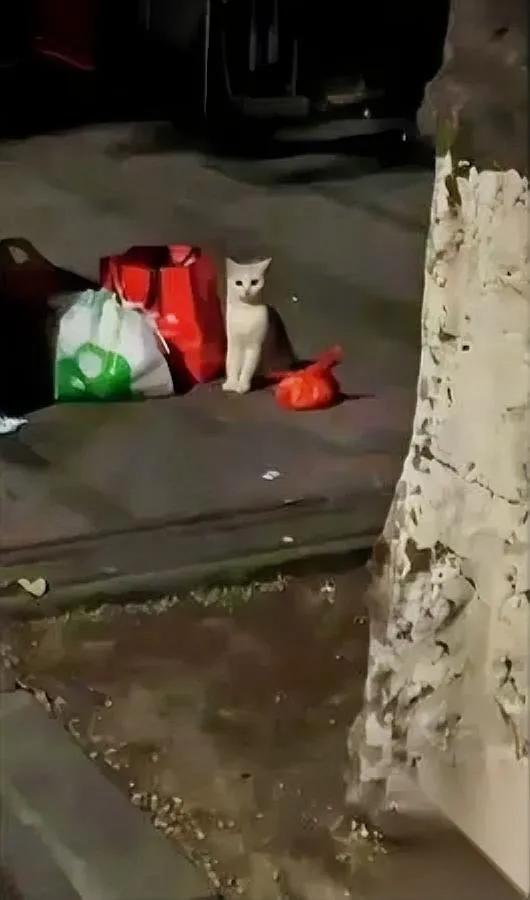 凌晨下楼扔垃圾，我站在那挪不动脚。一只猫坐得直挺挺的，跟前摆着猫碗和俩磨得起